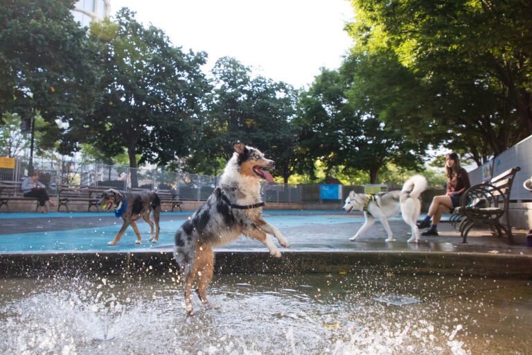 A happy dog jumps in the water features to cool off