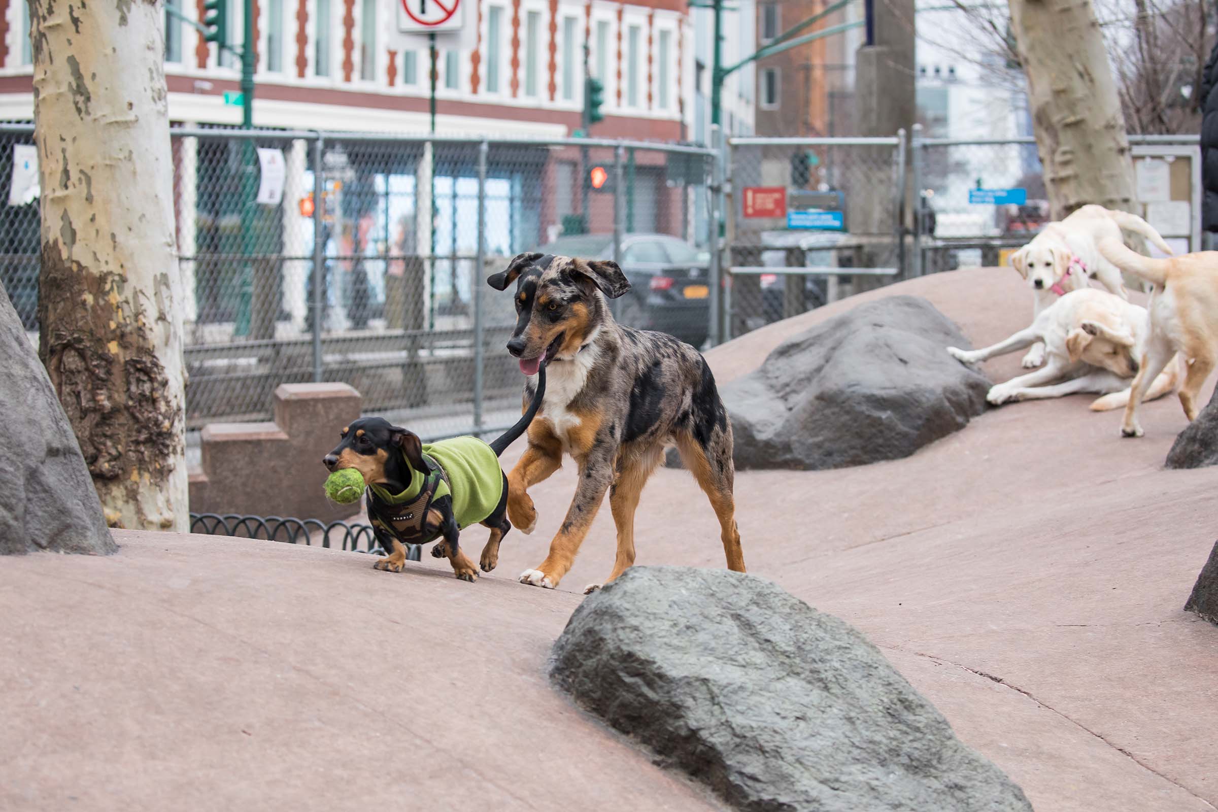 Best dog parks NYC