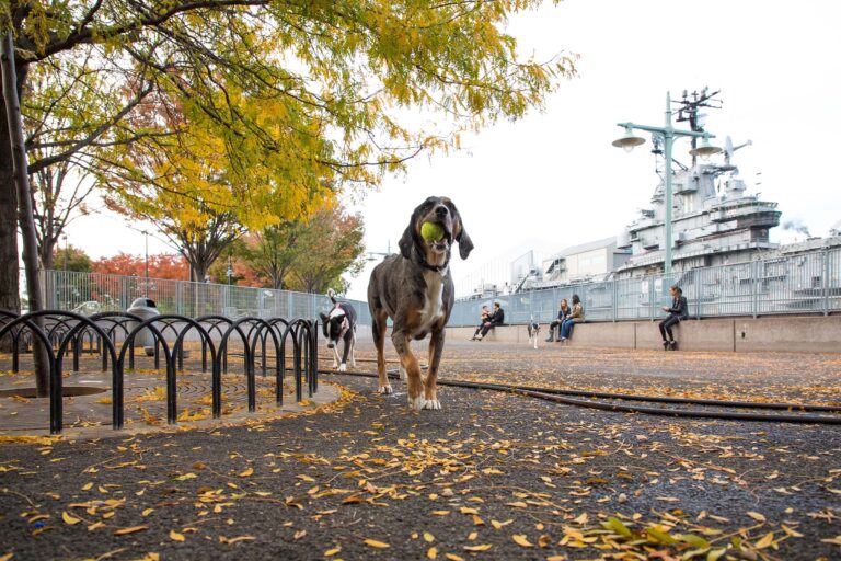 A dog gleefully grabs the green tennis ball and runs