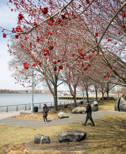 red maple greenwich village