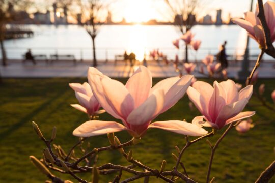 Pink magnolia trees bloom along the esplanade in Hudson River Park