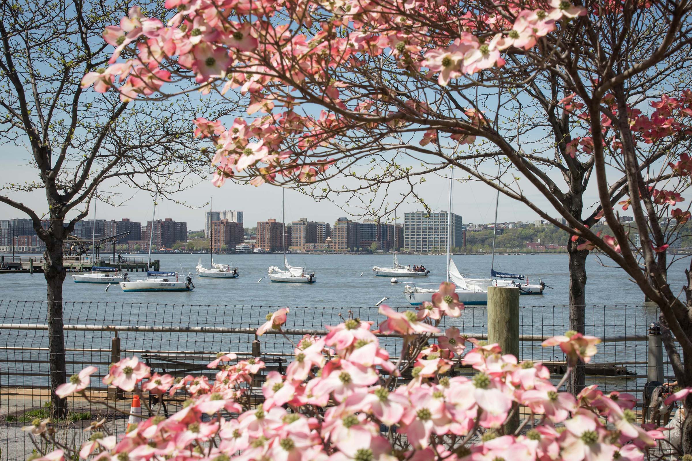 A view of the Hudson River Community Sailing fleet
