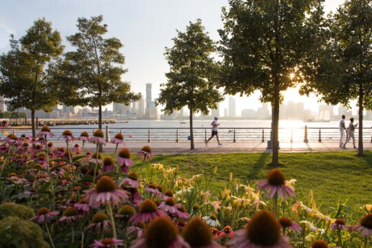 Purple coneflowers and yellow daffodils perch on a hill overlooking the Hudson River