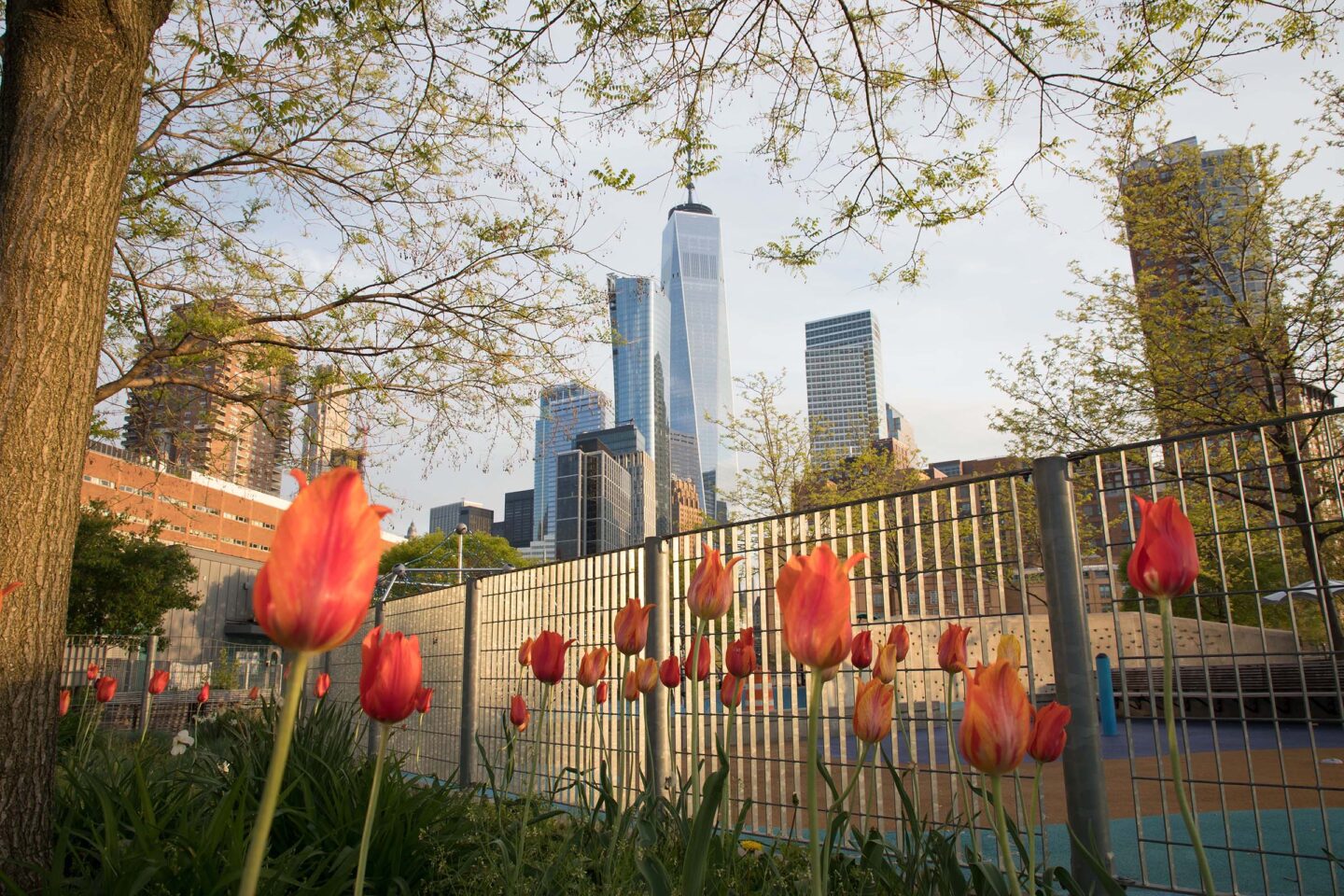 Orange tulips stare up towards the sky with Greenwich Village in the background