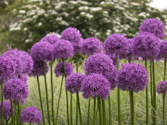 A group of purple allium plants