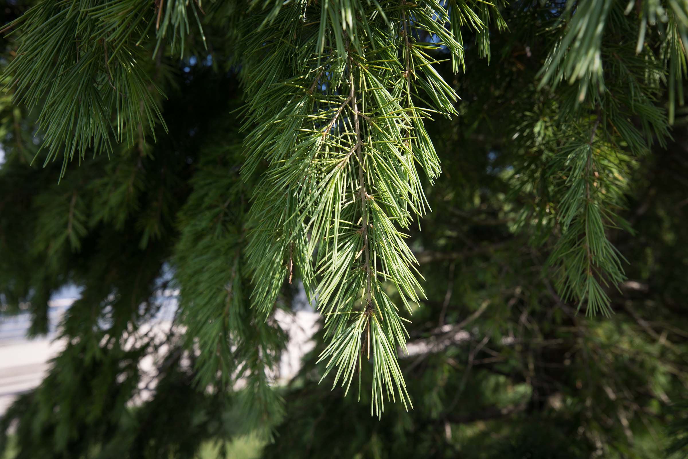 The deodar cedar tree's pine needles are green and sticky from the sap