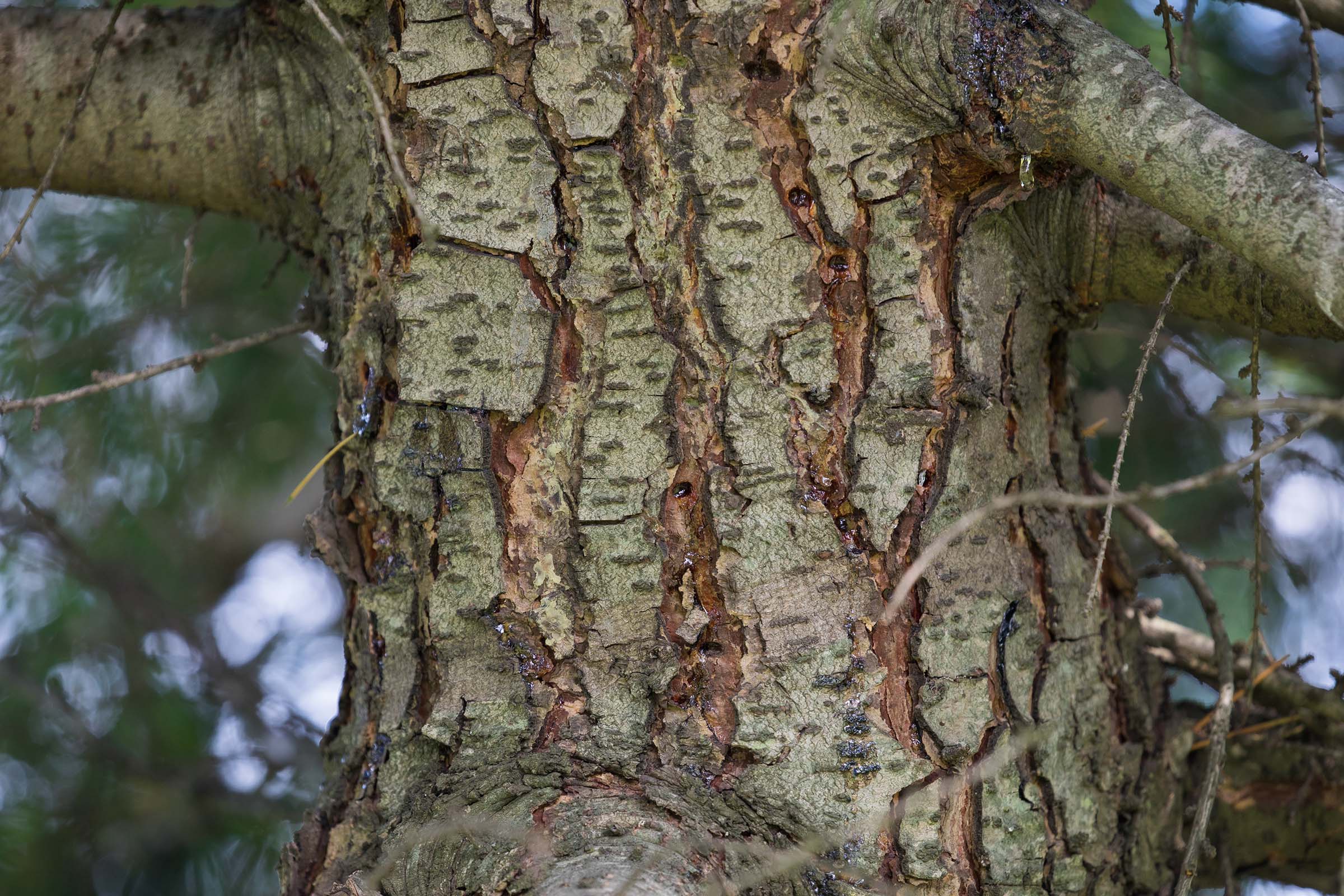 The bark on the deodar cedar is grey with brown ridges throughout the trunk