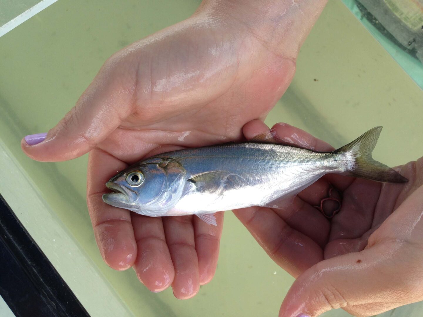 A little fish in the hands of a Park Educator at Hudson River Park