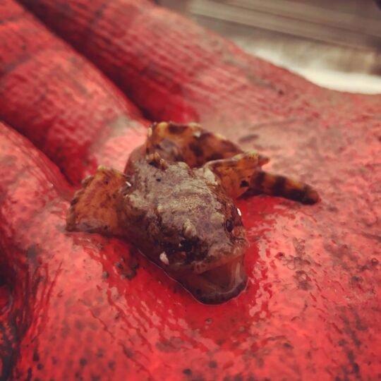 A fish with its mouth wide open in the palm of someones hand