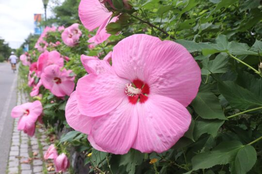 Vibrant pink hibiscus bloom in the Habitat Garden