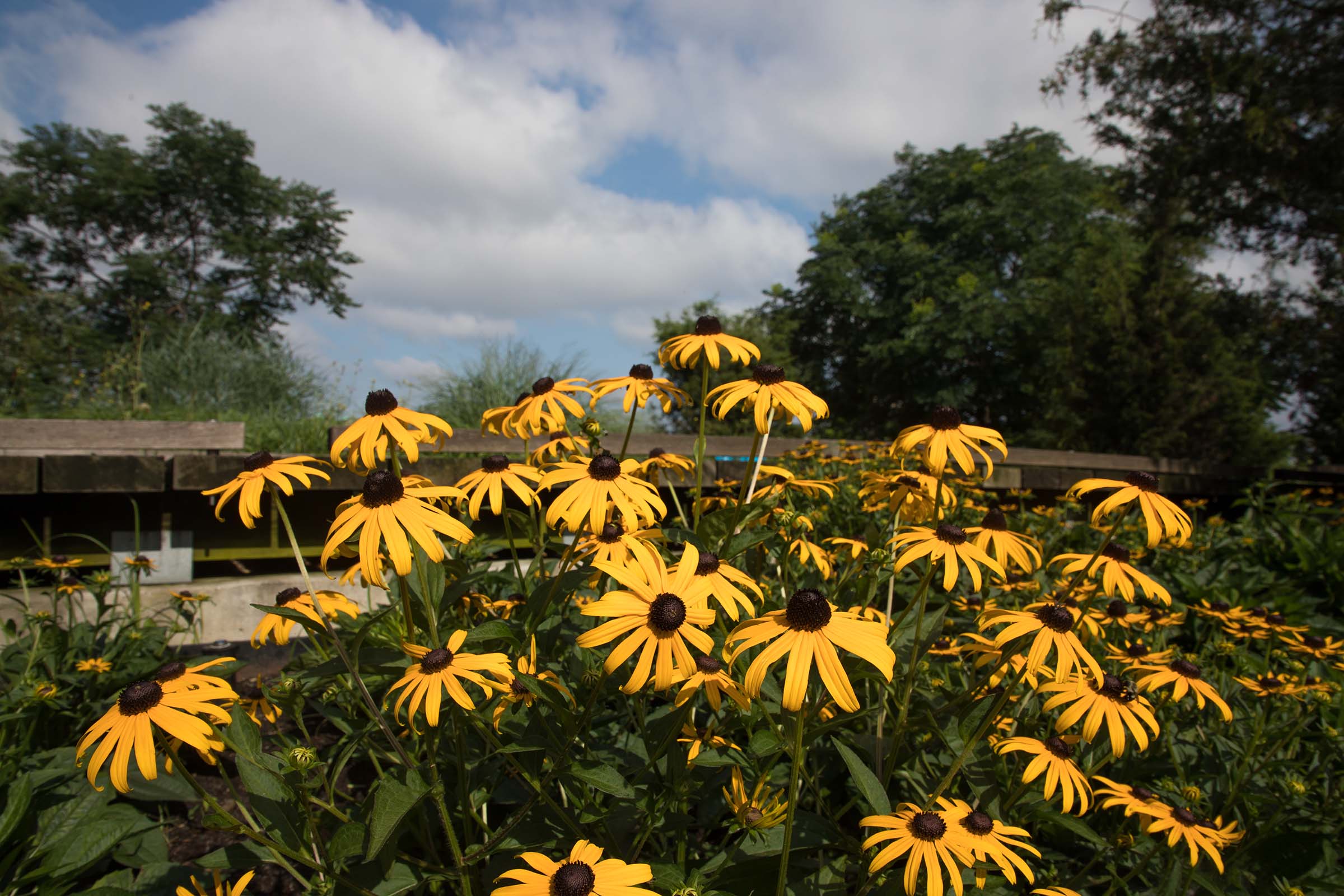 Yellow black eyed susans look at the blue sky in Hudson River Park