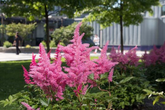Lush pink flowers in the garden in Tribeca