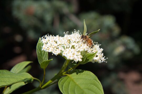A busy bee collects pollen from a nearby plant at Hudson River Park