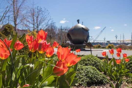Orange tulips grow in the Apple Garden in Hudson River Park