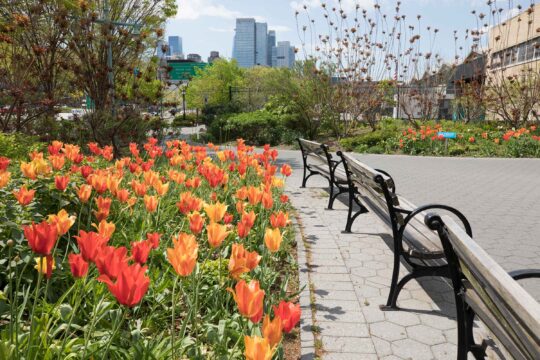 Orange and red tulips planted along the seating area in Pier 84