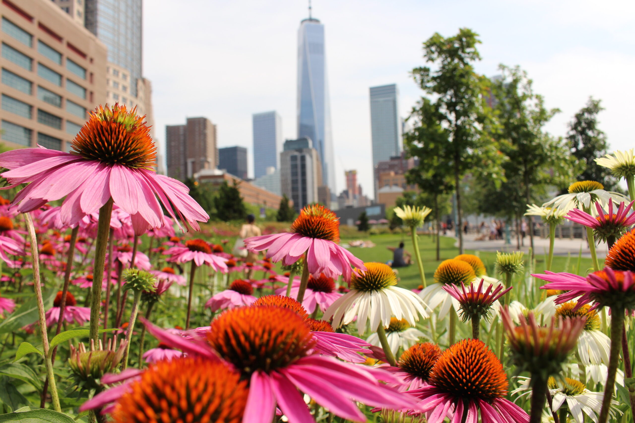 Coneflowers (echinacea) growing in a Park garden with One World Trade Center visible in the background