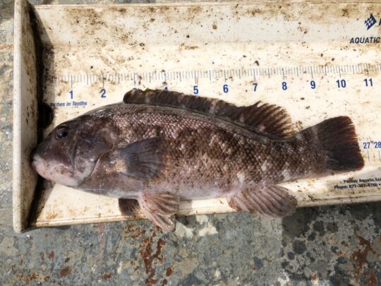 A bluefish sits beings measured