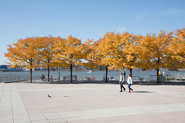 A stroll along the southern edge of Pier 84 with golden leaves as the backdrop
