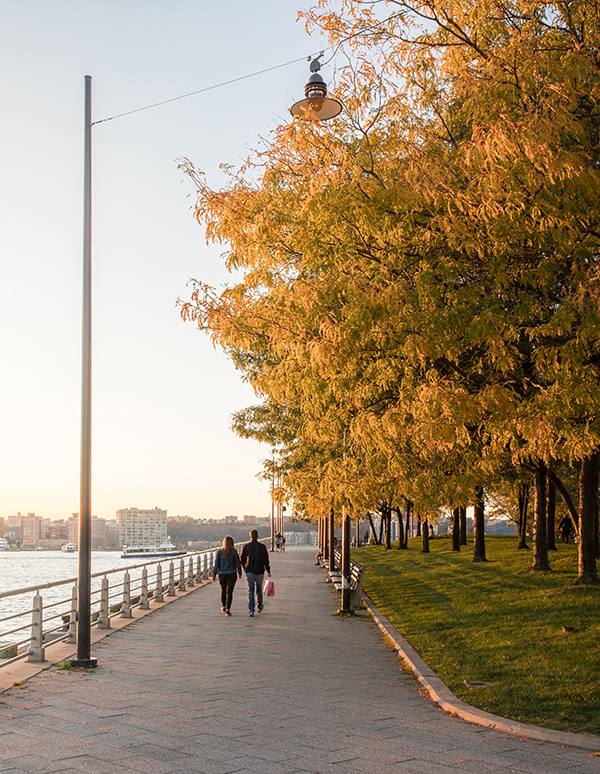 Pier 64 trees are a golden color during the fall season