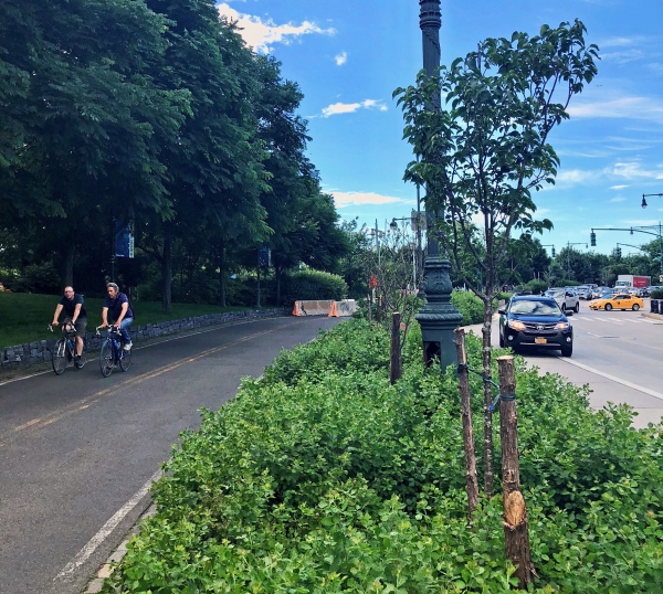 Green plants and trees align the bikeway buffers