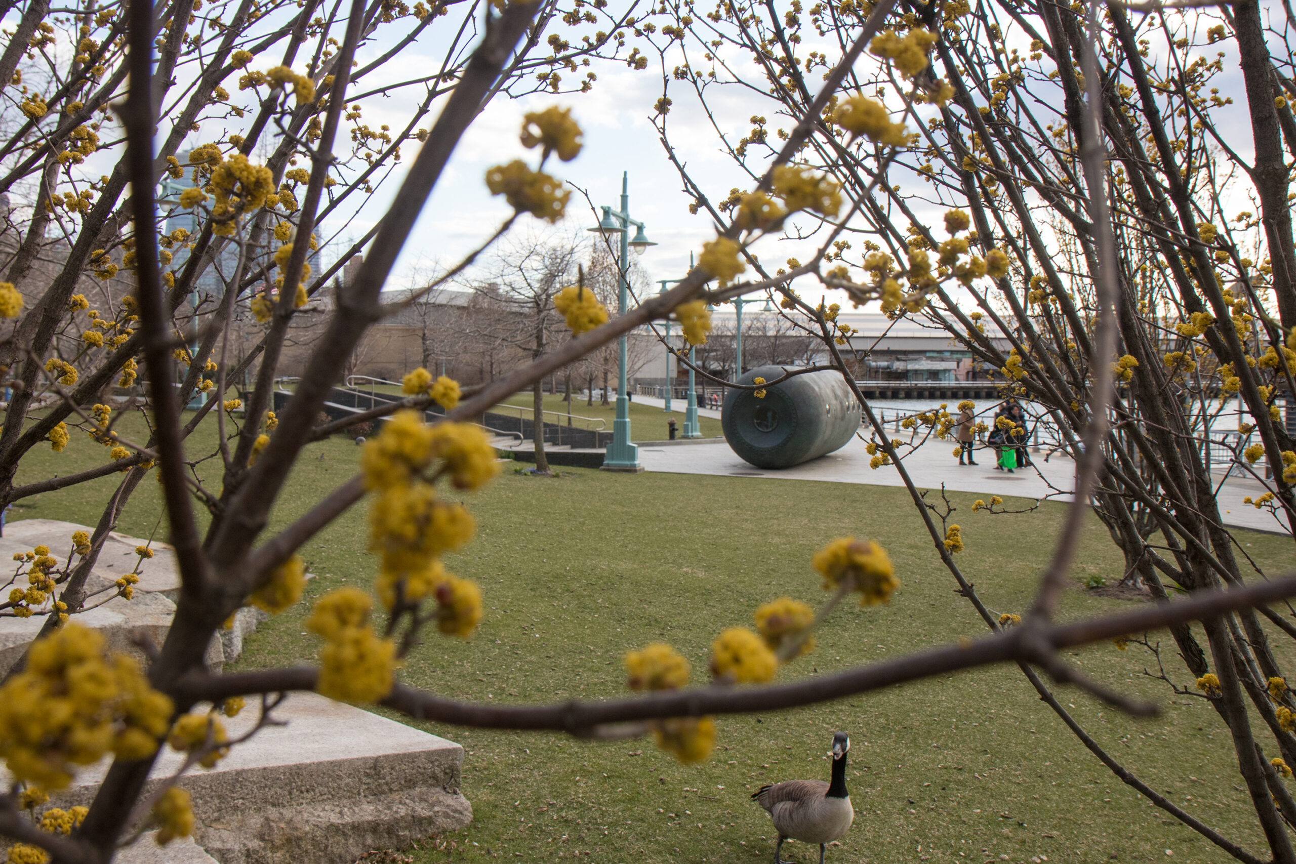 Bright yellow dogwood trees sit in Clinton Cove in Hudson River Park