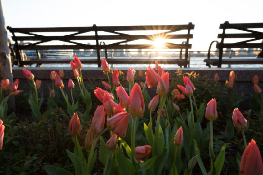 Orange tulips