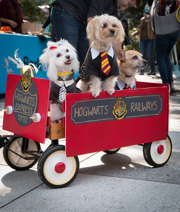 Little dogs in costumes sit patiently in a wagon at Pumpkin Smash