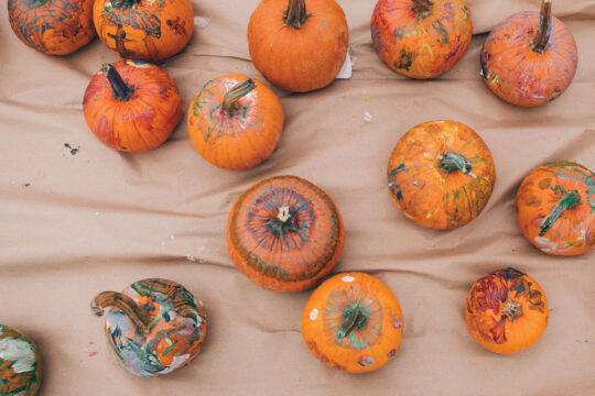 Orange pumpkins sit on the ground waiting for kids to choose them