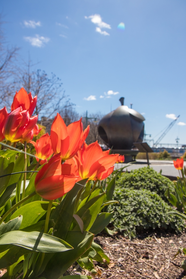Tulips are one of the most popular flowers and the orange colored variety spill out throughout Hudson River Park