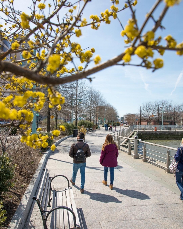 Yellow dogwood tree blossoms perk up along Pier 84