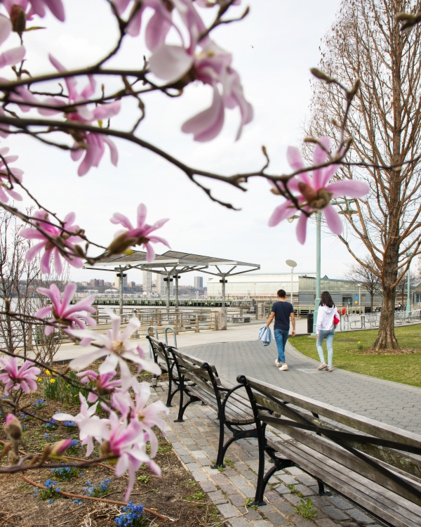 Star magnolias and other springtime flowers bloom near Pier 95