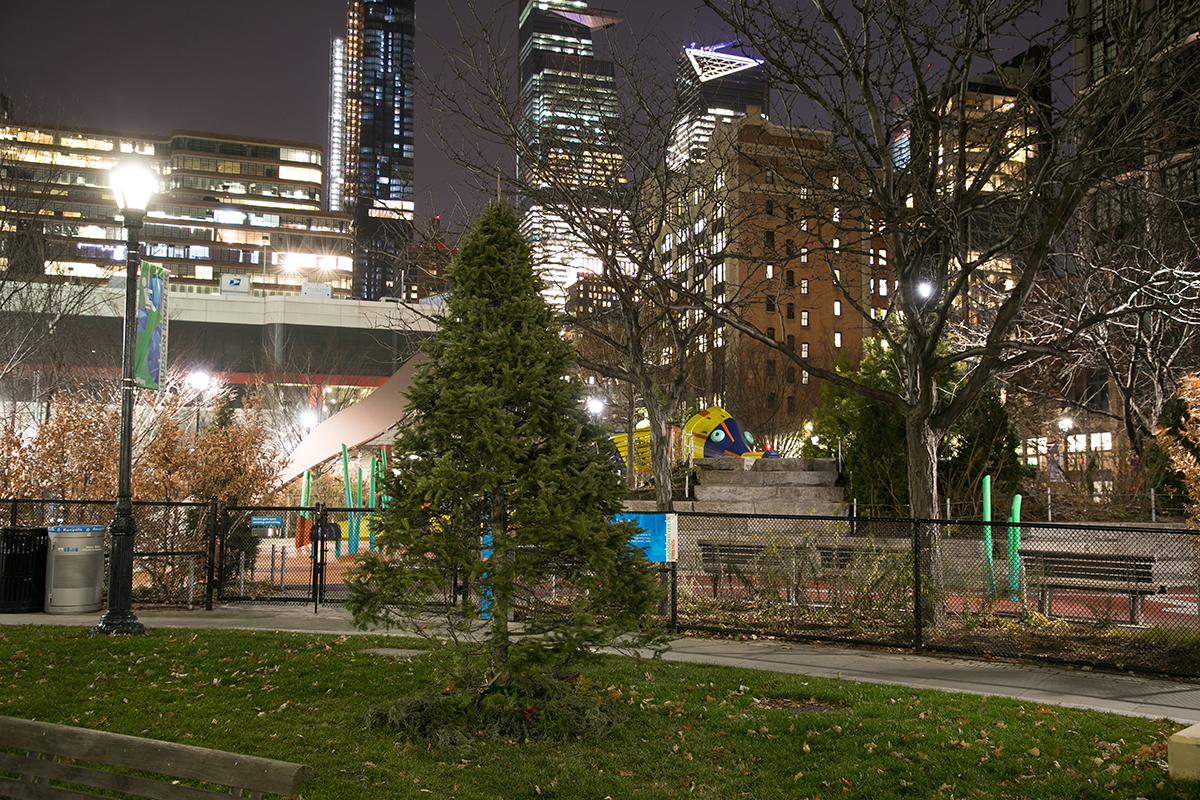 One of Hudson River Park's pines lit up during the holidays