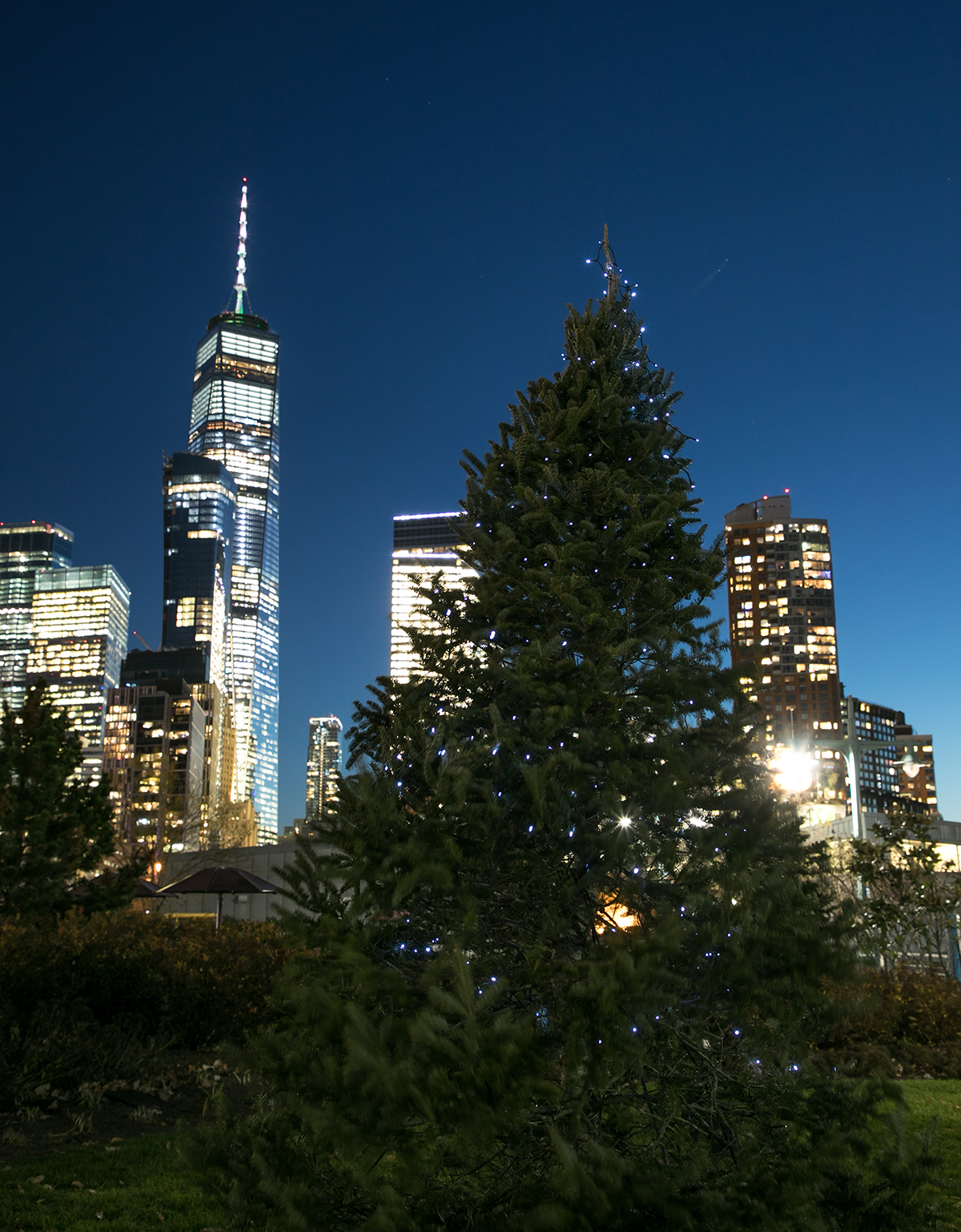 Pine trees lit up around the Hudson River Park