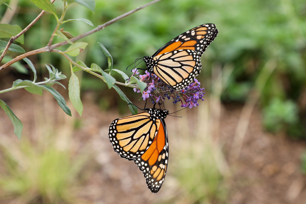 Two orange and black monarch butterflies sit on a purple flower