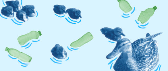 Logo for Park Over Plastic, a collection of duck images with plastic water bottles