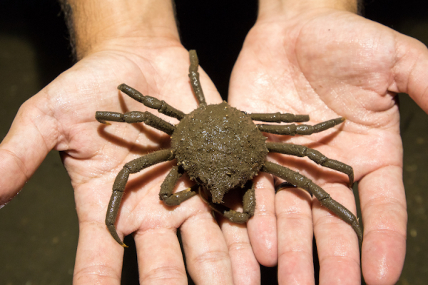 Researchers and guests bid farewell to the spider crab