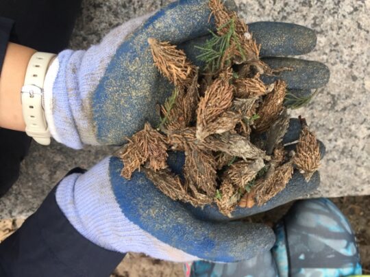 Brown bagworm moths pulled from the shrubs in Hudson River Park