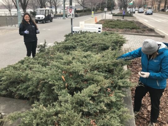 Shrubs ready to be cleaned by Hudson River Park staff