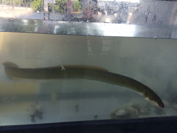 American Eels are in abundance in the Hudson River