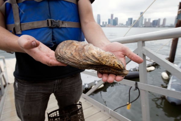 The largest oyster found within the last 100 years