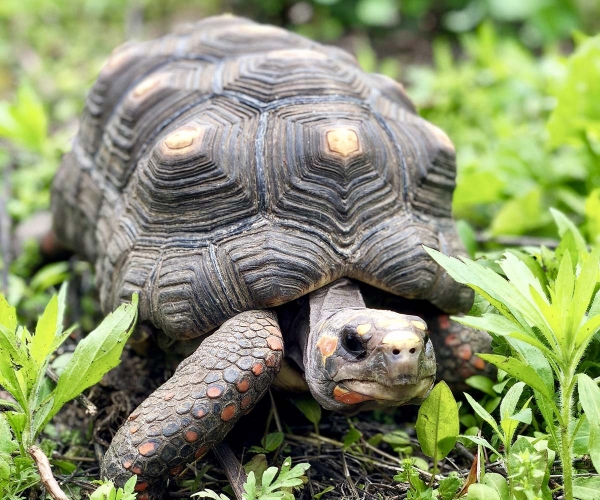 A red-footed tortise named Pele