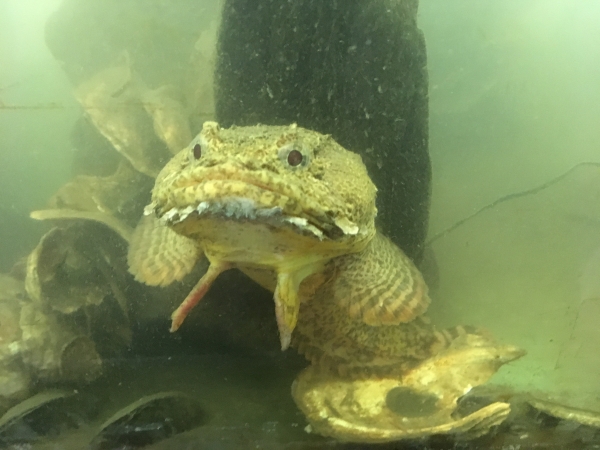 An ugly oyster toadfish stares back at the park visitor