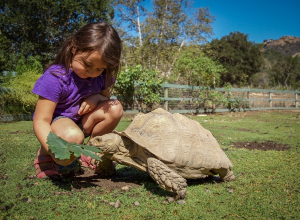 Victoria the Sulcata Tortoise grabs a green leaf from a kid