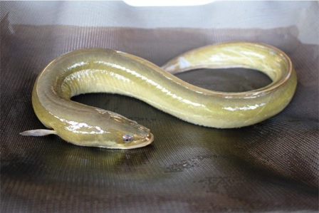 Slithering, the American Eels have a prominent place in the hudson river
