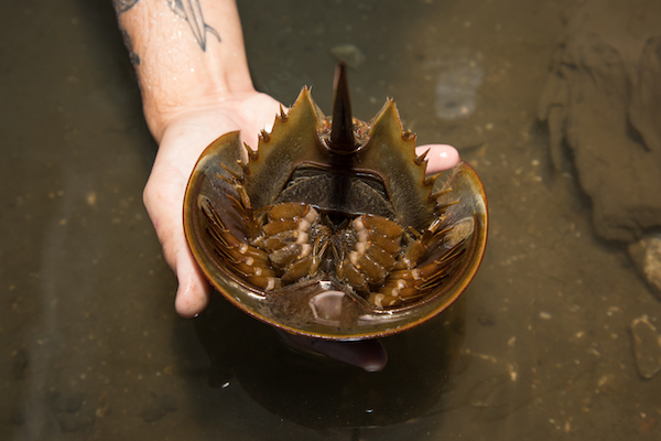 Horseshoe Crabs have a rounded shell and tail, similar to a stingray