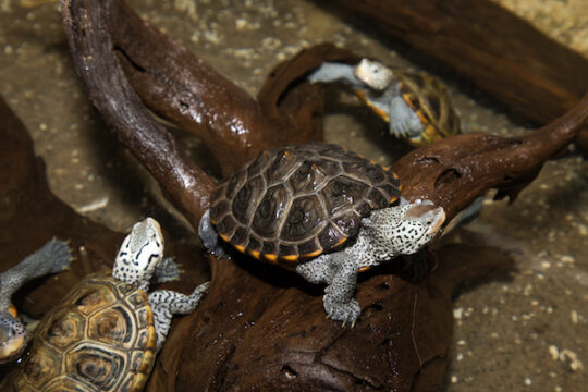 Meet Eels, Pufferfish, Terrapins and more at SUBMERGE