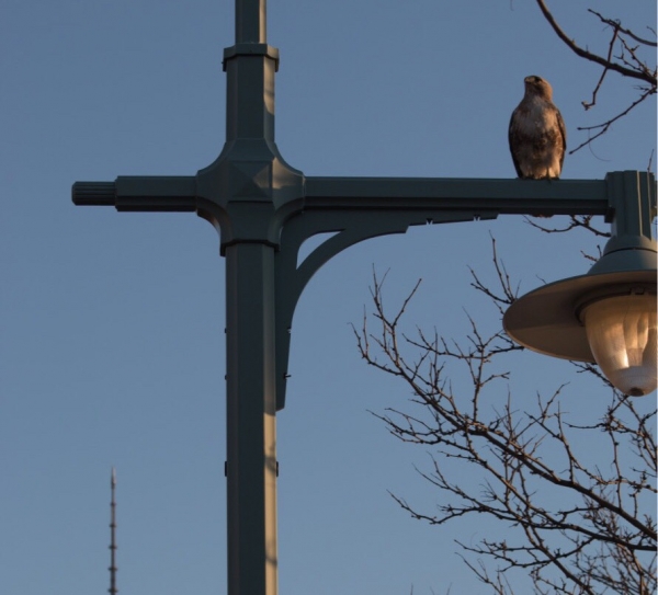 A red-tailed hawk perches on a lamp post looking down at the festivities at Submerge