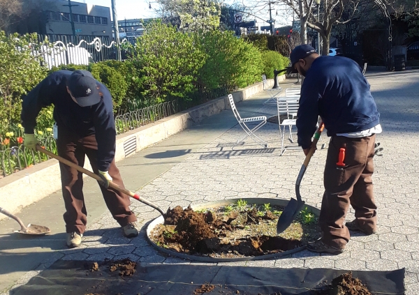 Horticulture staff fill in the circle pots where new trees will be planted