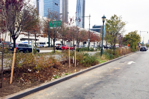 Newly planted trees in Hudson River Park