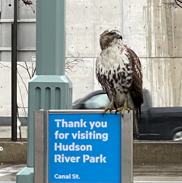 A red-tailed hawk sits on a thank you for visiting sign